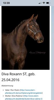 Bildhübsche Stute, Sandra Maria  Maria Stern, Horses For Sale, Dunningen 