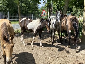 Hübsche Paint Horse Stute 5/23, Meisenberg, Horses For Sale, Pr. Oldendorf