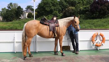 Bildhübsche Palomino (Roan) Quarter Horse Stute - Ein echter Eyecatcher mit Talent und Charakter, Kerstin Rehbehn (Pferdemarketing Ost), Horses For Sale, Nienburg