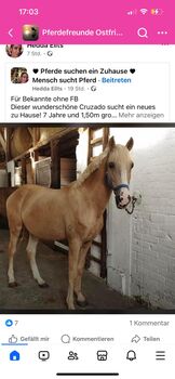 Hübscher Pony Klopphengst