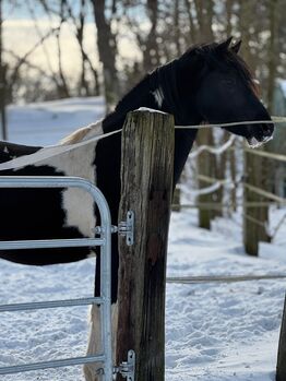 Hübscher Ponywallach