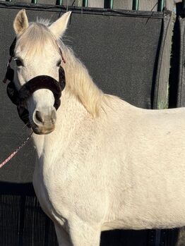 Hübsche Ponystute Freizeit/Turnier