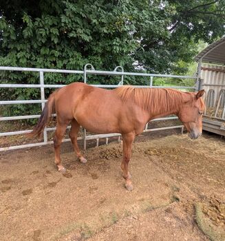 Bildhübsches QH-Nachwuchspferd mit Top-Perspektive im Sport, Kerstin Rehbehn (Pferdemarketing Ost), Horses For Sale, Nienburg