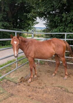 Bildhübsches QH-Nachwuchspferd mit Top-Perspektive im Sport