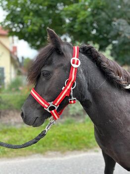 Hübsche Shetty Stute ist auf der Suche nach dir, Sport- und Freizeitpferde Fuchs (Sport- und Freizeitpferde Fuchs), Horses For Sale, Ellgau