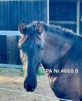 Hübsche spanische Stute mit Escalerablut, ISPA - Iberische Sportpferde Agentur (ISPA - Iberische Sportpferde Agentur), Horses For Sale, Bedburg