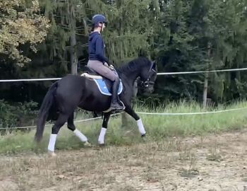 Pretty Woman, deutsches Reitpony, *2019