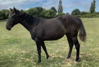 **Priced to Sell** Dark Brown Show Filly, Victoria, Horses For Sale, Bridgwater 