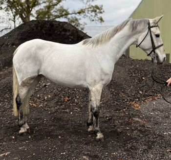 Prim 14.2hh 7yr Connie mare