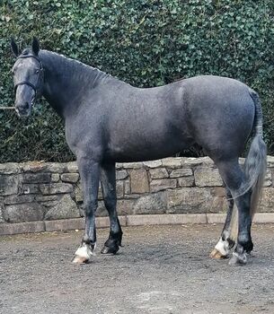 Prince shenadoah, Jj twomey , Horses For Sale, Cork