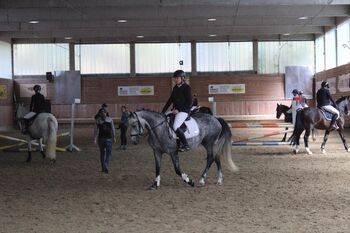 Prinzessinenpferd sucht Herzensmenschen, Julia Schleich, Horses For Sale, Stams