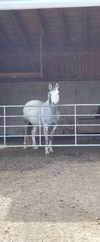 Princess Luna Moon, Carmen Hofer, Horses For Sale, Altlengbach 