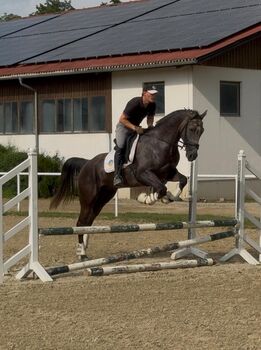 Prinz- 5 j.Vollblut, Stefanie Schraut, Horses For Sale, Mönchhof