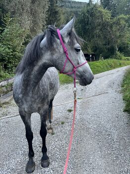 Prinzessinenpferd sucht Herzensmenschen