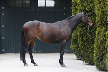 Prinzi - Englisches Vollblut, Wallach, 15 Jahre, Braun