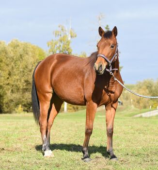 Prämierte Nachwuchsstute mit erstklassiger Reining-Abstammung und Charakter aus Gold