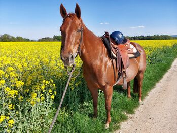 professionelle Reittherapie