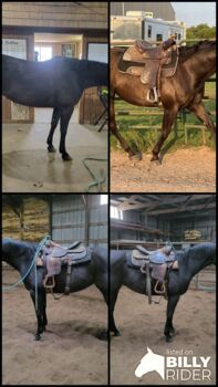 Project horse for sale, Jillian Helgeson, Horses For Sale, Clear Lake