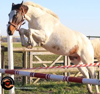 Vielversprechender Allrounder