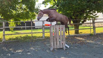 Vielversprechende Stute!, Barbara Granig, Horses For Sale, Unterwart