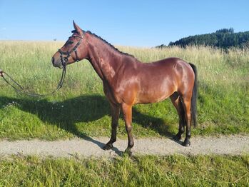 Vielversprechender New Forrest Wallach, Laura Rögner, Horses For Sale, Ansfelden