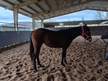 Vielversprechende Paint Horse Stute