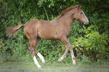 Vielversprechender QH Youngster aus 2025 - Goldrichtig für Sport, Zucht & Freizeit, Kerstin Rehbehn (Pferdemarketing Ost), Horses For Sale, Nienburg