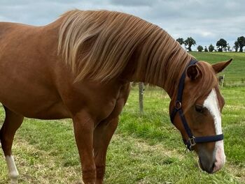 Vielversprechende Quarter Horse Stute für Reining, Ranch Riding & Allround