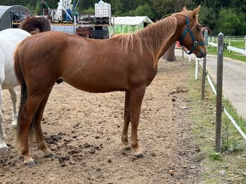 Vielversprechender Quarter Horse Hengst mit top Abstammung, Kerstin Rehbehn (Pferdemarketing Ost), Horses For Sale, Nienburg