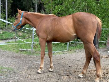 Vielversprechender Quarter Horse Hengst mit top Abstammung