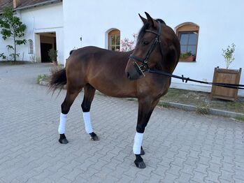 vielversprechender Reitponywallach, Julia Lahner, Horses For Sale, Niederkreuzstetten