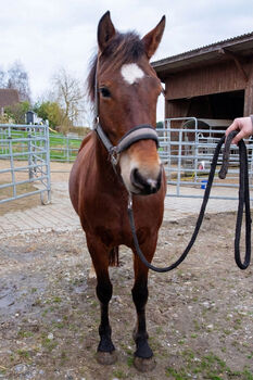 Vielversprechende Nachwuchsstute „Milady“
