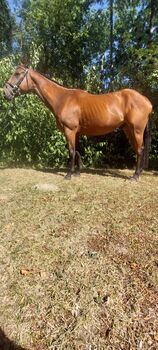 Vielversprechender Youngster, Amélie Schalkhammer , Horses For Sale, Langmannersdorf