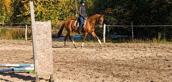 PRZYSZŁOŚCIOWY  4- LETNI WAŁACH PO CORNET OBOLENSKY