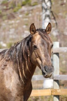 Bewährte Quarter Horse Zuchtstute mit Top-Abstammung