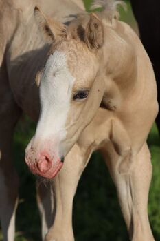 Bewährte Quarter Horse Zuchtstute mit Top-Abstammung