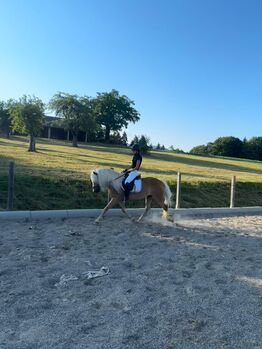 Wunderschöner 5 jäh. Haflinger Wallach 1,54m groß, GK, Konie na sprzedaż, Westendorf
