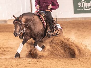 bildhübscher QH Hengst für Sport und Zucht, Kerstin Rehbehn (Pferdemarketing Ost), Konie na sprzedaż, Nienburg