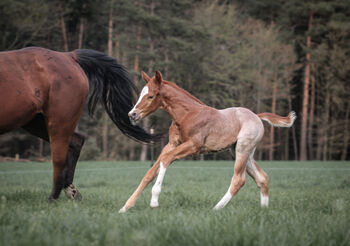 Wunderschönes Red Roan Quarter Horse Hengstfohlen mit Traumcharakter, Kerstin Rehbehn (Pferdemarketing Ost), Konie na sprzedaż, Nienburg