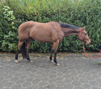 Bildschöner Quarter Horse Wallach mit vielversprechendem Allroundabstammung