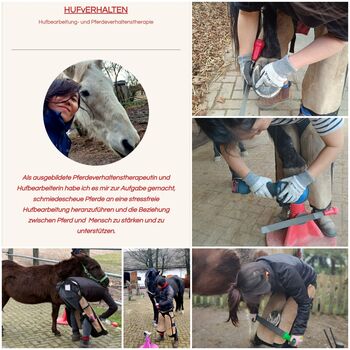 Hufbearbeitung Hufpflege Problempferde, Verladetraining, Pferdeverhalten, In Ok Becher (HUFvERHALTEN ), Terapia i leczenie, Köln