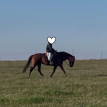 Verschmuster Paint Horse Wallach sucht Bestplatz