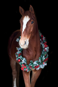 Hübscher Warmblut Wallach sucht ein neues Zuhause, Marie Mayerhofer, Konie na sprzedaż, Wolfsberg