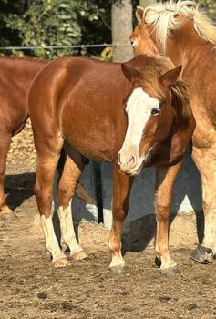 Zukünftiges Therapiepony, Katharina Lehmann (Pferdevermittlung Leus), Konie na sprzedaż, Leipzig