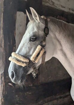 Verschmustes Turnier Pony fürs Springen und die Dressur, Daniela Groke , Konie na sprzedaż, Lügde