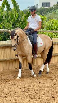 PSL Bayo Wallach 4 Jahre alt - ca. 1.50 m