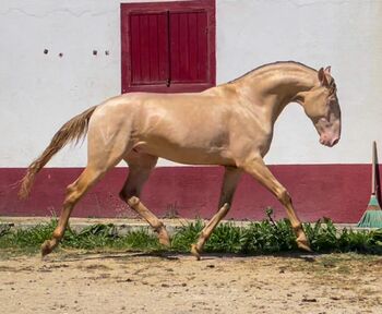 PSL Cremello 3 Jahre / 157cm, Post-Your-Horse.com (Caballoria S.L.), Konie na sprzedaż, Rafelguaraf