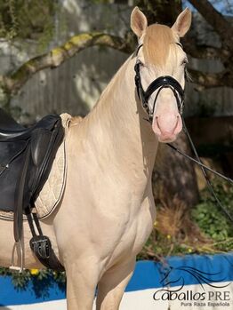 PSL Cremello Wallach - 1.57 m - 4 jährig - angeritten