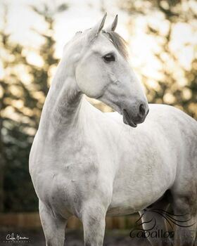 PSL Wallach - Showerfahren - Garrocha - Hohe Schule - 1.65 m