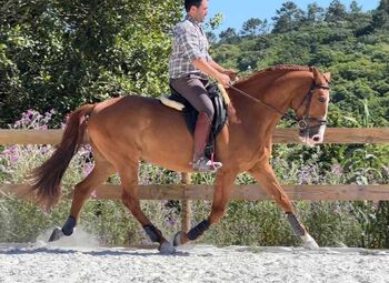 PSL Schoolmaster Wallach, ISPA - Iberische Sportpferde Agentur (ISPA - Iberische Sportpferde Agentur), Horses For Sale, Bedburg